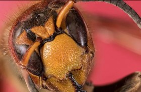 حشرة تهدد بريطانيا .. والسبب تغيّر المناخ