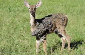 غزلان مشوهة بفقاعات لحمية غريبة 