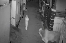 طفل يواجه ثوراً هائجاً لإنقاذ جدّته