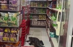 تمساح يرعب المتسوقين داخل متجر 