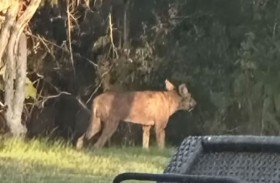 حيوان غريب يحيّر المسؤولين 