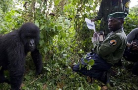 مقتل حراس في غابة بسبب غوريلا نادرة