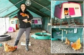 فندق خاص بالدجاج.. تتناول طعامها على موسيقى بيونسيه