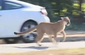 أسد يتجول وسط أحياء سكنية