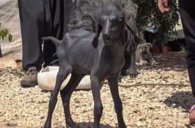 ماعز يتحوّل إلى عامل جذب سياحي