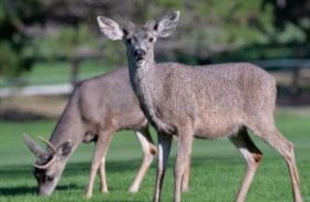 علماء يحذرون من «زومبي الغزلان»