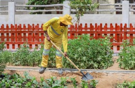 بلدية دبا الحصن تزرع 20 ألف متر مربع من المسطحات الخضراء