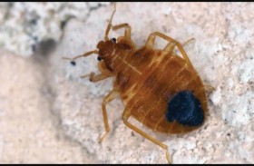 بق الفراش يعود ويرعب فرنسا