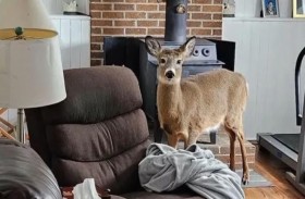 ذعر من لص في المنزل.. لكن مفاجأة غزال