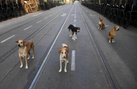 ولاية هندية تحظر بيع لحوم الكلاب