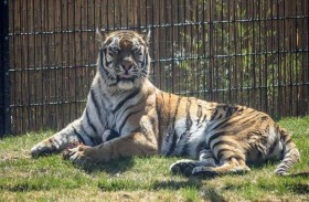 نمر يفتك بامرأة