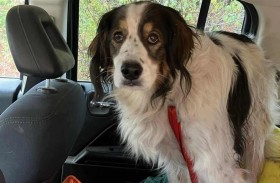 كلبة تنقذ مالكها من الموت 