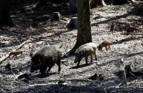 حديقة حيوانات تغير اسم الخنزير بوتين