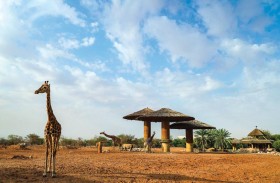 حديقة الحيوانات بالعين تبحث مع شركائها المحليين والدوليين مستجدات حماية الحيوانات خلال أزمة كورونا