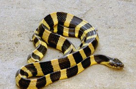 رصد ثعبان «نادر» شديد السمية في الهند 