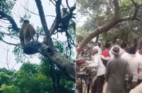 قرد لص يستولي على حقيبة مليئة بالنقود