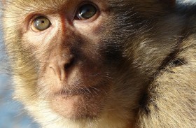 اليابان.. علاج عين قرد بخلايا بشرية