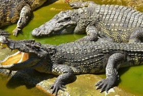 الصين تقبض على عشرات التماسيح الهاربة