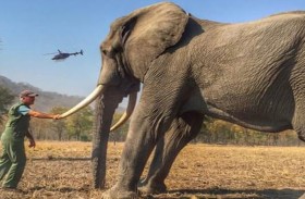 الأمير هاري يثير الجدل بصورة الفيل