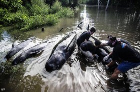 نفوق عشرات الحيتان في جنوح جديد