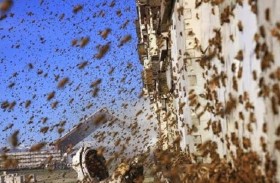 سرب نحل يهاجم بلدة 