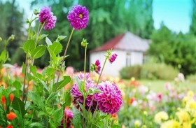 النباتات تصاب بحروق الشمس أيضاً