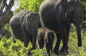 سريلانكا تنصف الفيلة بقوانين غريبة