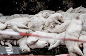 الدنمارك تحظر تربية حيوانات المنك