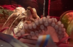 بدلا من 8.. أخطبوط  بـ36 ذراعا