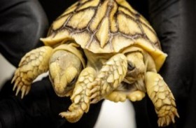 ولادة سلحفاة برأسين وذيلين 