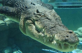 هجوم تمساح بطول 5 أمتار يهدد حياة امرأة 