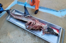 بقايا دلفين مذبوح تصدم روّاد شاطئ نيوجيرسي