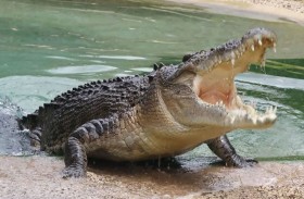 تمساح يقتل امرأة 