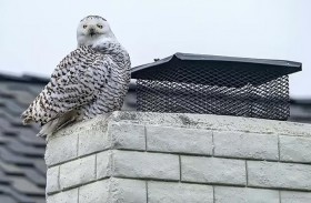 بومة نادرة تصبح نجمة كاليفورنيا