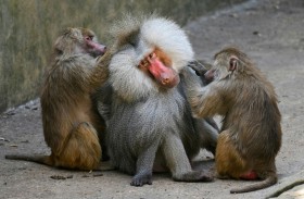 قردة البابون تتمتع بقدرات شبيهة بالبشر في التعاون 