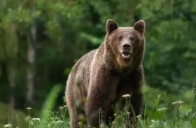 مصرع سبعيني بهجوم نادر لدب 