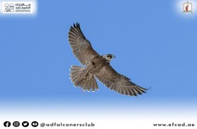 فتح باب التسجيل لمهرجان الظفرة للصيد بالصقور غدا