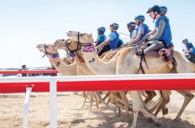 مركز حمدان بن محمد لإحياء التراث ينظم شوطين من ماراثون «رحلة الهجن» بمضمار الوثبة