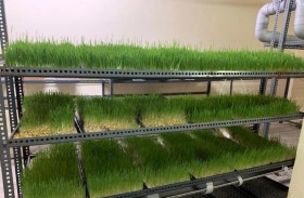 حرة الحمرية تستقطب أول شركة أعلاف تختص بالزراعة المائية على مستوى الدولة