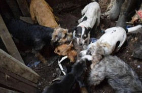 مجزرة جرذان.. 8 كلاب تقوم بالمهمة