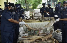 ضبط الكنز المحظور بقيمة 18 مليون دولار