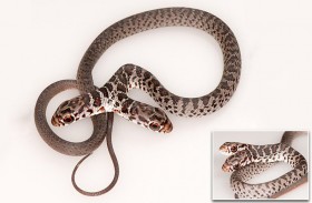 مفاجأة لصائد أفاعٍ.. ثعبان نادر برأسين