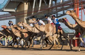 السباق التمهيدي الأول لماراثون اليوم الوطني للهجن  ينطلق الجمعة 27 نوفمبر الجاري