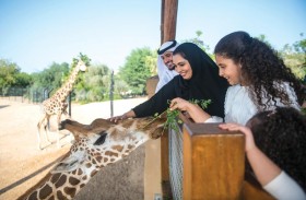 جهود حديقة الحيوانات بالعين في الحفاظ على زراف روثشيلدز