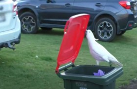 ببغاوات تعلم بعضها السرقة