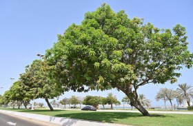 بلدية مدينة أبوظبي تزرع 10 آلاف شجرة مزهرة ومثمرة بالطرق الرئيسية في جزيرة أبوظبي