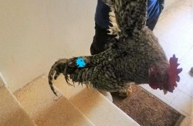 مصادرة ديك لإزعاجه الجيران