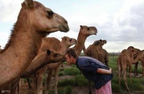 أستراليا تقتل 10 آلاف جمل 