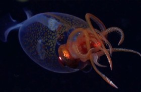 اكتشاف مخلوقات بحرية غريبة قرب القارة القطبية