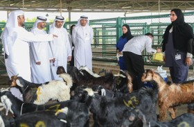 التغير المناخي والبيئة تضع خطة متكاملة استعدادا لموسم الأضاحي